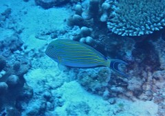 Acanthurus lineatus