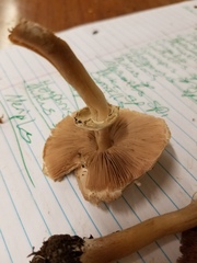 Agaricus leptocaulis