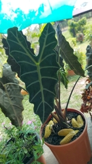 Alocasia amazonica