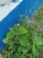 Galinsoga parviflora
