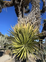 Yucca