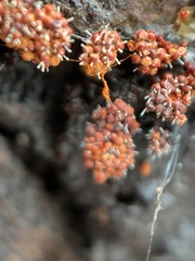 Polycephalomyces tomentosus