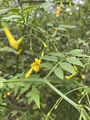 Chrysojasminum