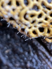 Polycephalomyces tomentosus