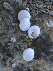 Sphincterochila candidissima
