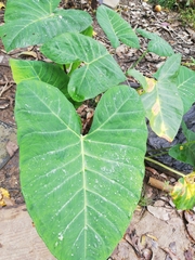 Xanthosoma sagittifolium