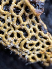 Polycephalomyces tomentosus