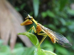 Mantispinae