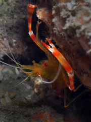Stenopus scutellatus