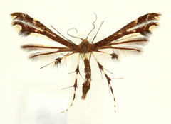 Geina tenuidactylus