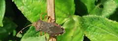 Anasa scorbutica