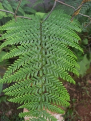 Pityrogramma calomelanos