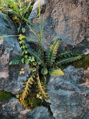 Asplenium ceterach