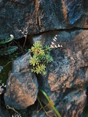 Sedum hispanicum