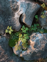 Geranium robertianum