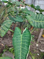 Xanthosoma