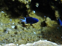 Pycnochromis margaritifer
