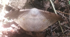 Lonomia