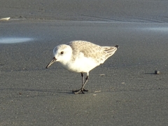Calidris alba