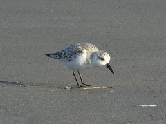 Calidris alba