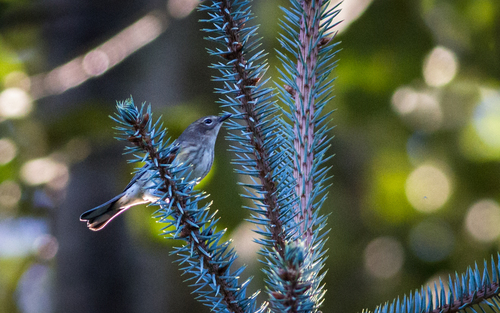 Myrtle Warbler photographed in Maine