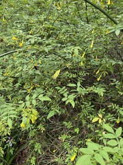 Chrysojasminum