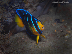 Holacanthus bermudensis