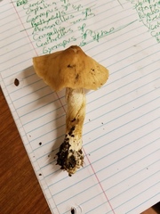 Marasmius nigrodiscus