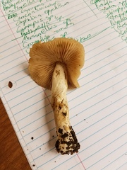 Marasmius nigrodiscus