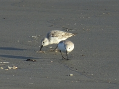 Calidris alba