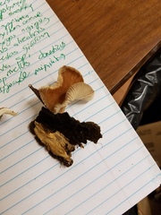 Collybiopsis dichroa