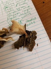 Collybiopsis dichroa