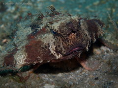 Ogcocephalus cubifrons