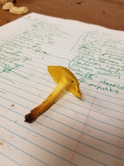 Cantharellus appalachiensis