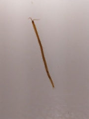 Haplophilus subterraneus