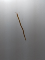 Haplophilus subterraneus