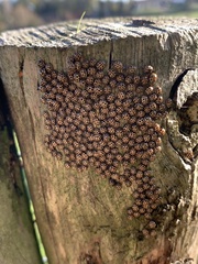 Tytthaspis sedecimpunctata