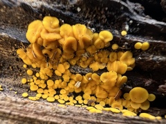 Calycina citrina