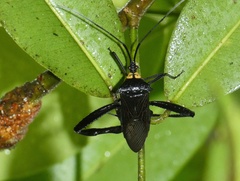 Coreoidea