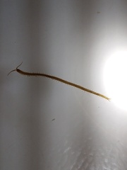 Haplophilus subterraneus