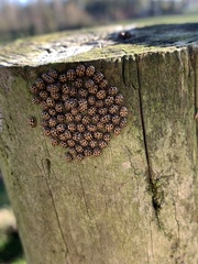 Tytthaspis sedecimpunctata