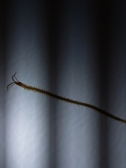 Haplophilus subterraneus