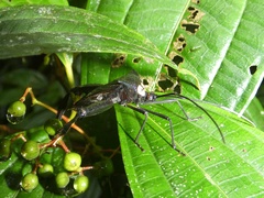 Coreoidea