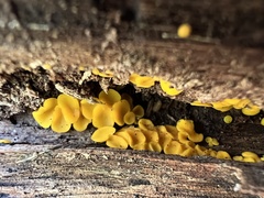 Calycina citrina