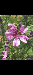 Malva