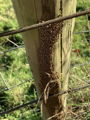 Tytthaspis sedecimpunctata