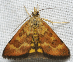 Pyrausta subsequalis