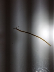 Haplophilus subterraneus