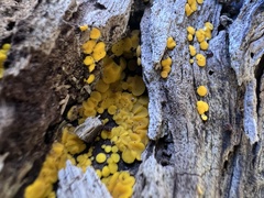 Calycina citrina