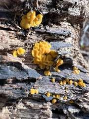 Calycina citrina